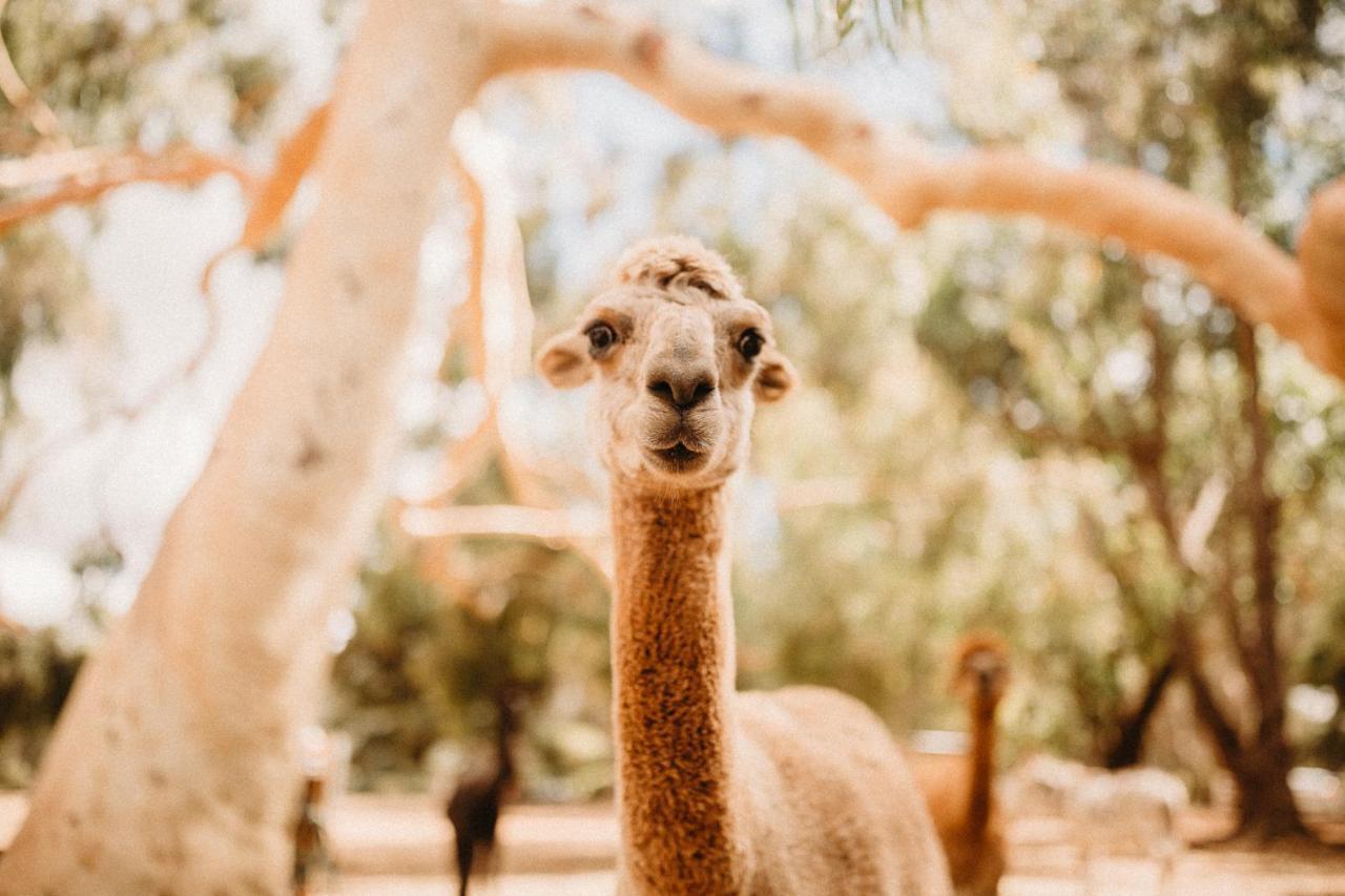 Margaret River Holiday Cottages Bagian luar foto