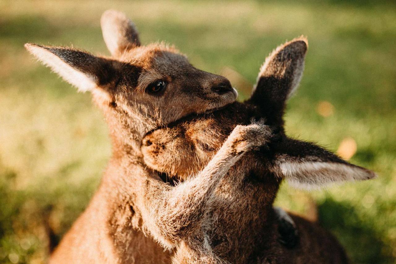 Margaret River Holiday Cottages Bagian luar foto
